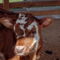 Bovine