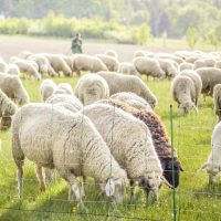 Echipamente tehnologice pentru ovine și caprine