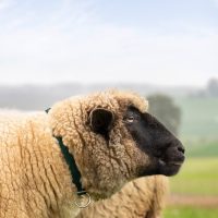 Marcarea ovinelor și caprinelor