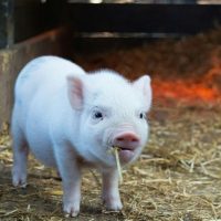 Porcine