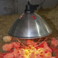 Echipamente pentru tehnologia de creștere a păsărilor de curte