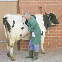 Inseminare artificială la bovine