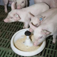Hrănitoare pentru porci