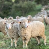 Ovine și caprine