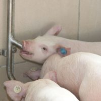 Adăpători pentru porci