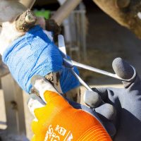 Bisturie și foarfece pentru animale de fermă