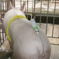 Inseminare artificială la porci