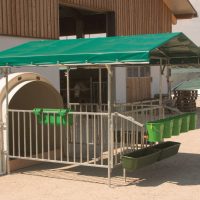 Tehnologie de creștere a bovinelor